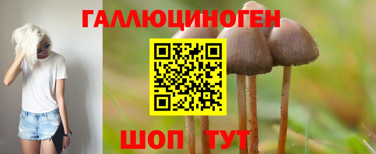 Галлюциногенные грибы Psilocybe  Галлюциногенные грибы Psilocybe  Костомукша  Вход с VPN 